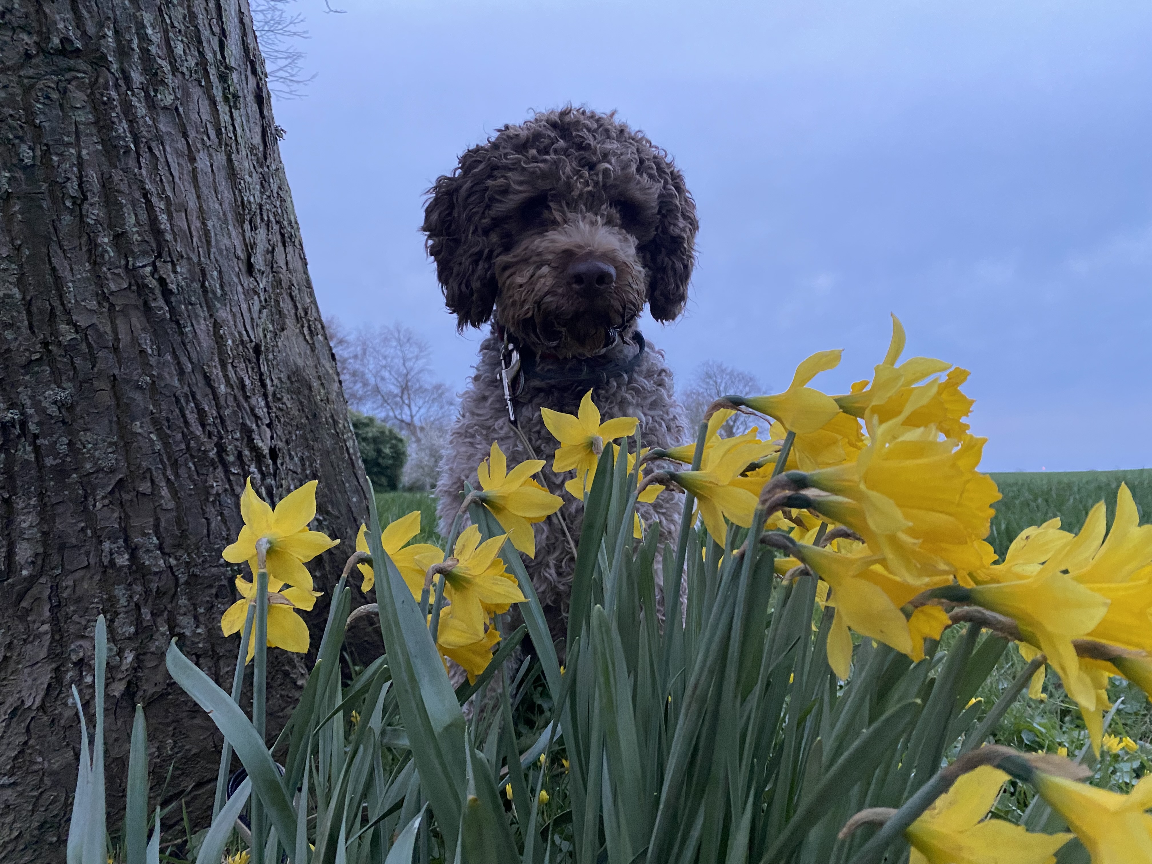 Bettwanzenspürhund Enzo in Schleswig-Holstein.