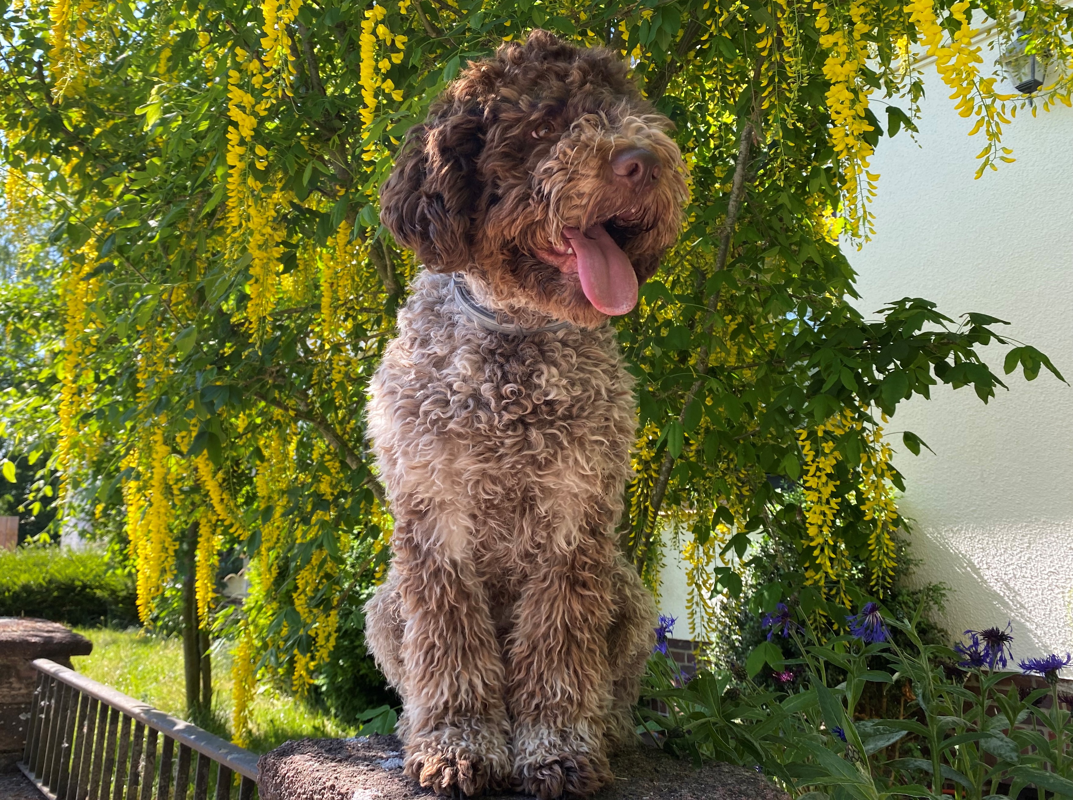 Flensburg: Bettwanzenspürhund Enzo