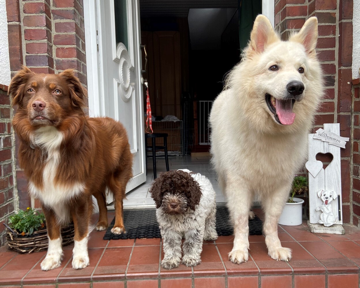 Flensburg: Die Bettwanzenspürhunde Sydney und Karik mit Welpe Enzo.