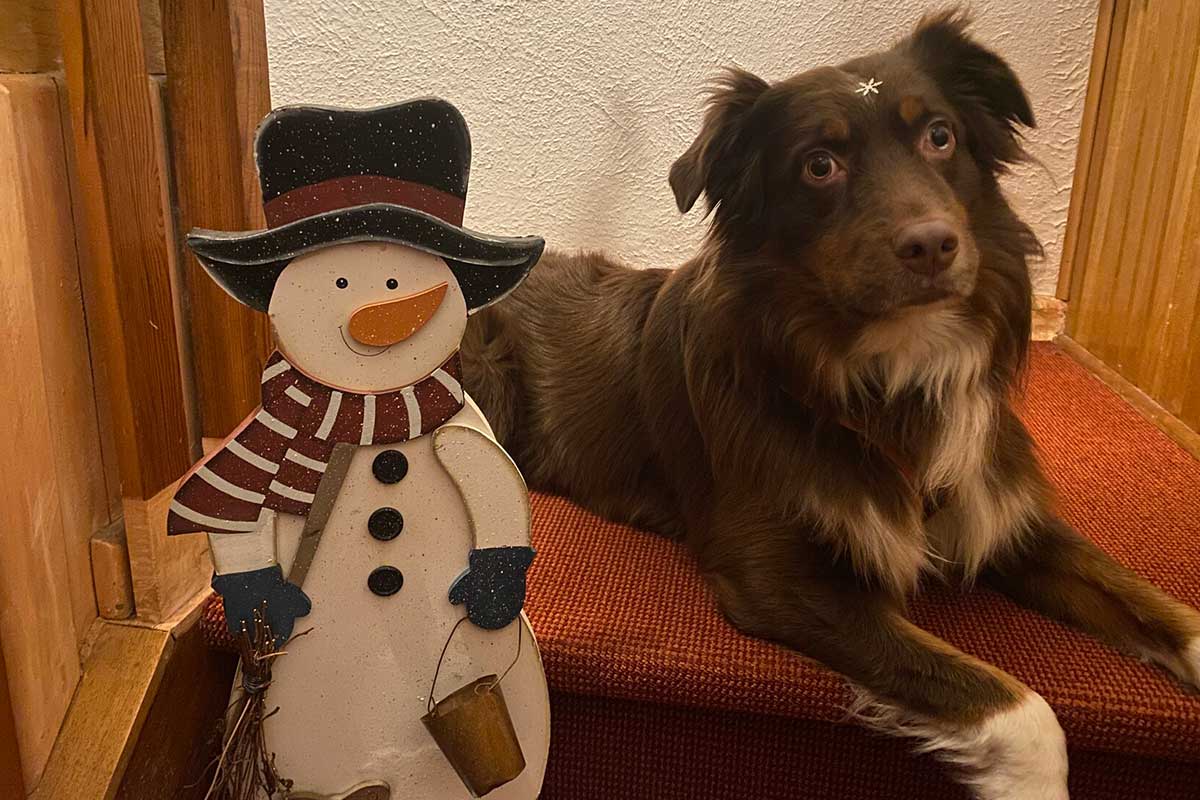 Bettwanzenspürhund in Hamburg mit Schneemann.