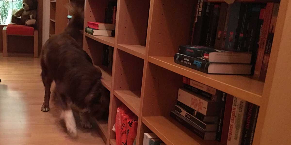 Kiel: Bettwanzenspürhund Sydney sucht ein Bücherregal ab.