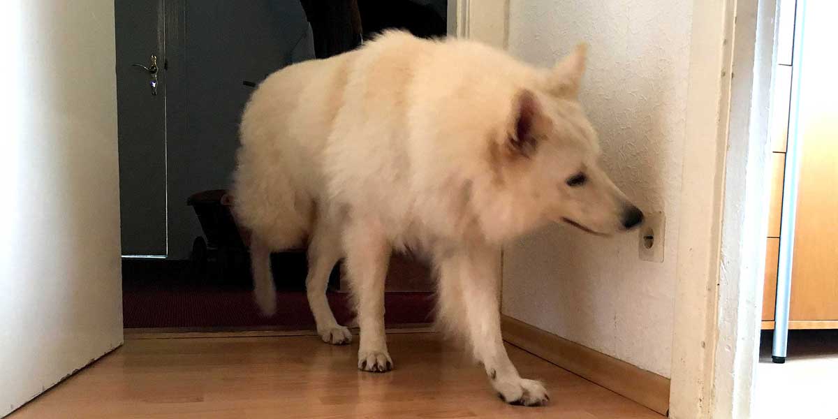 Bettwanzenspürhund Karik prüft eine Steckdose auf einen eventuellen Bettwanzenbefall. Foto: Ralf Tempel Frankfurt: Bettwanzenspürhund Karik prüft eine Steckdose auf einen eventuellen Bettwanzenbefall. Foto: Ralf Tempel