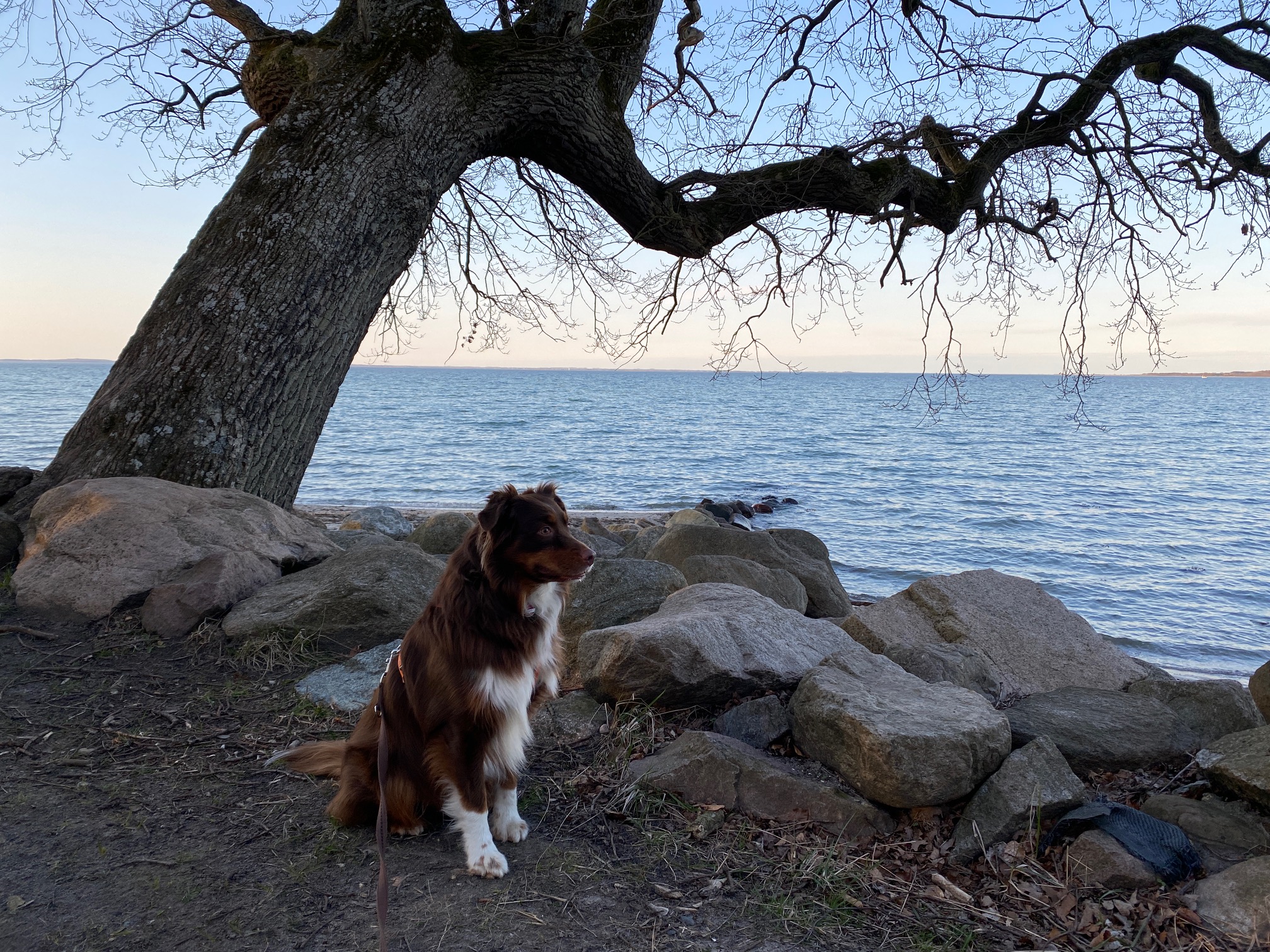 Schleswig-Holstein: Bettwanzenspürhund Sydney bei einer Wanderung in Schleswig-Holstein.